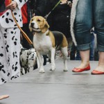 Dog Parade 010: 6x de leukste honden en hun baasjes